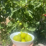 Portina Bacina