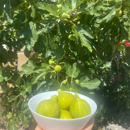 Portina Bacina