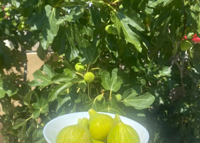 Portina Bacina